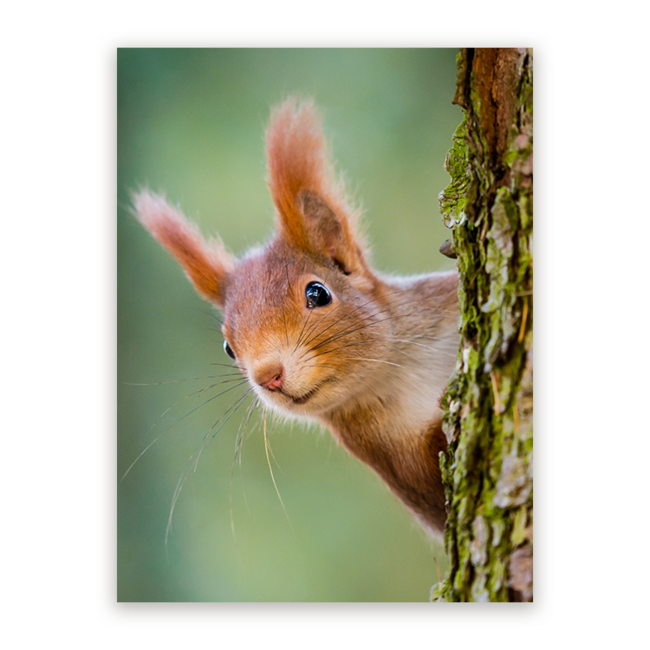 Sweet Living Schilderij Nieuwsgierige Rode Eekhoorn - Staand