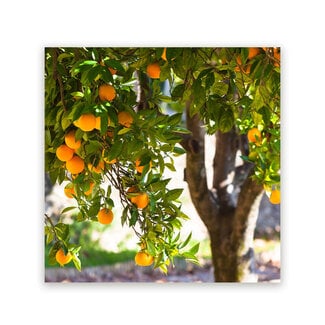 Sweet Living Schilderij Sinaasappelboom - Vierkant