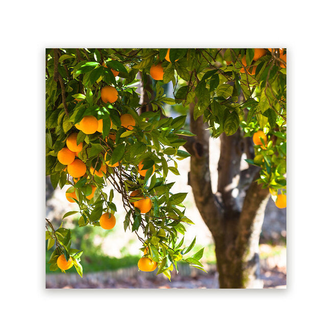 Sweet Living Schilderij Sinaasappelboom - Vierkant