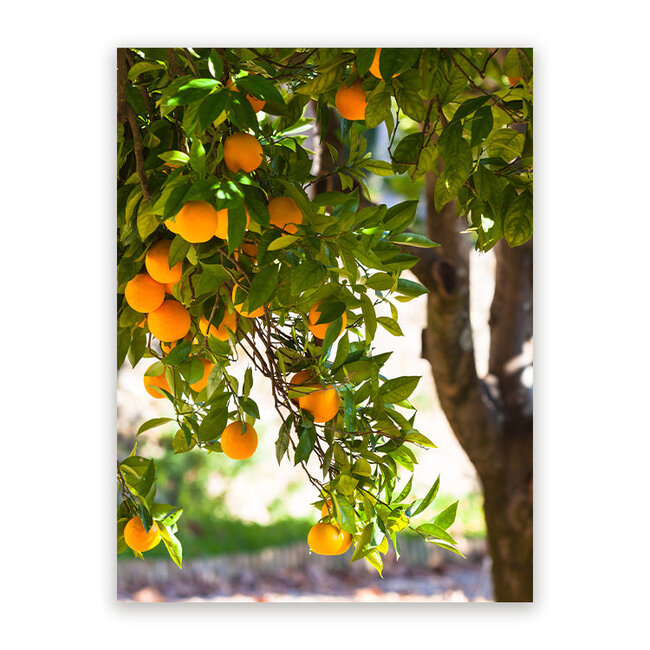 Sweet Living Schilderij Sinaasappelboom - Staand