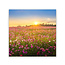 Sweet Living Schilderij Bloemenveld Landschap Zonsondergang - Vierkant