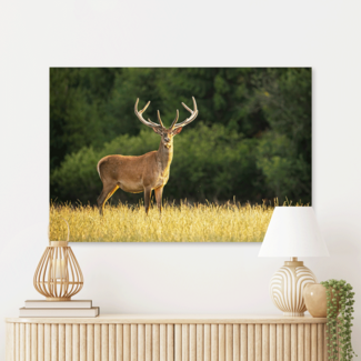 Sweet Living Schilderij Hert in de Zon - Liggend