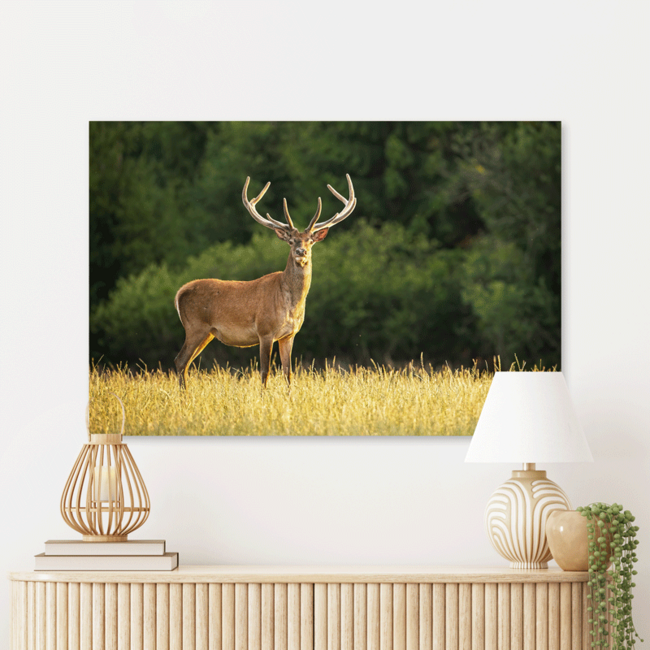 Sweet Living Schilderij Hert in de Zon - Liggend