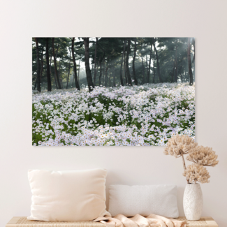 Sweet Living Schilderij Veld met Madeliefjes