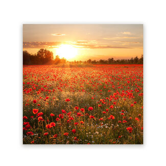 Sweet Living Schilderij Klaprozen onder de Zon - Vierkant