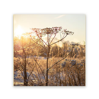 Sweet Living Schilderij Droogplanten Winterzon - Vierkant
