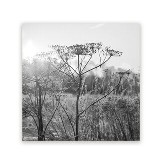 Sweet Living Schilderij Droogplanten Winterzon - Vierkant - Zwart - Wit