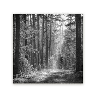 Sweet Living Schilderij Herfstbos in Ochtendgloren - Vierkant - Zwart - Wit
