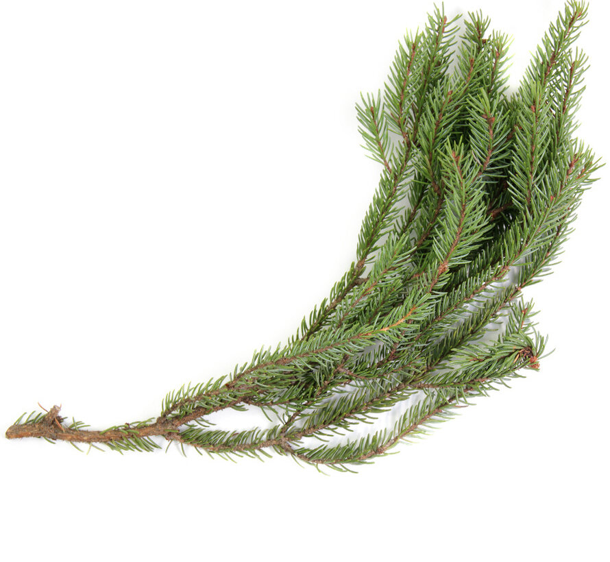De Groene Linde Zwarte Spar etherische olie 10 ml