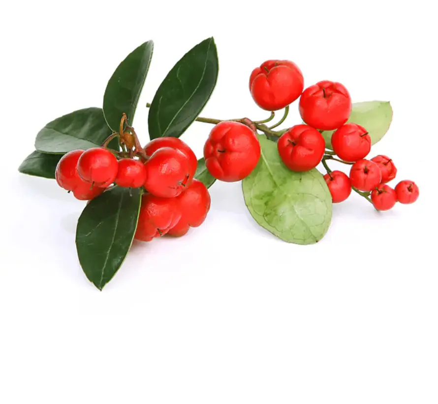 Chi Wintergreen etherische olie, Wild 10 ml
