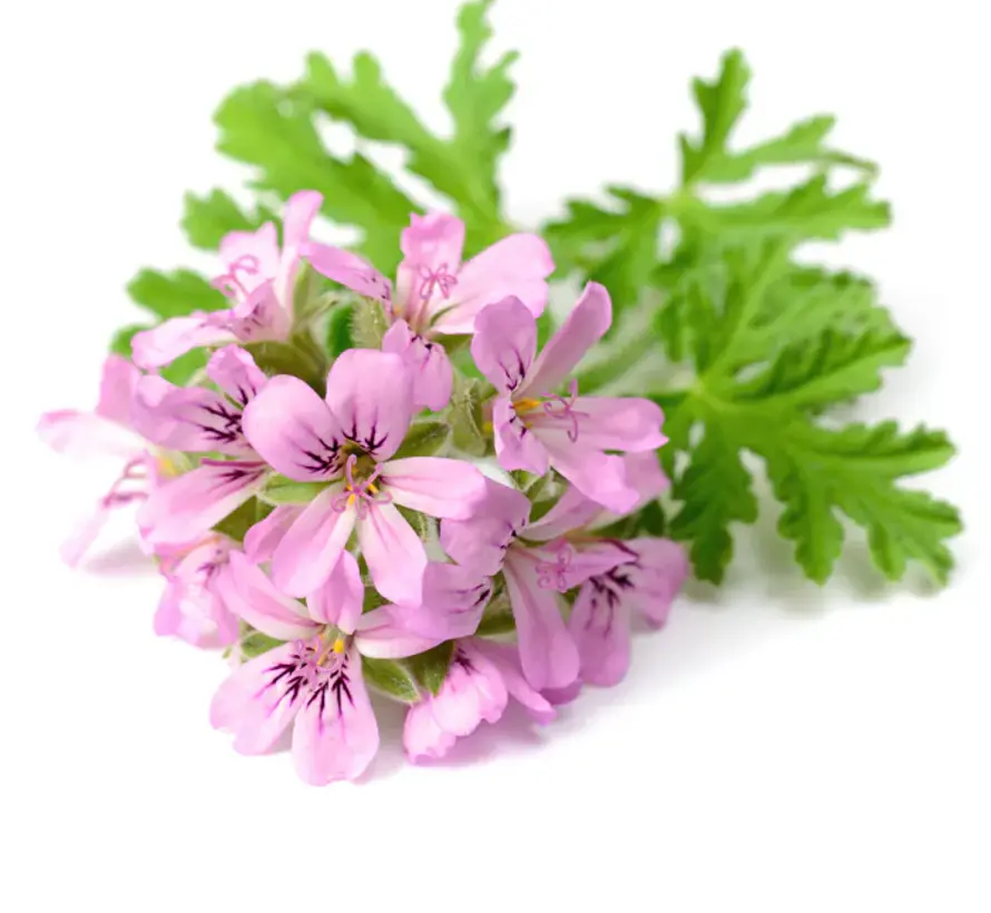 Chi Natural Life Geranium etherische olie, 10 ml