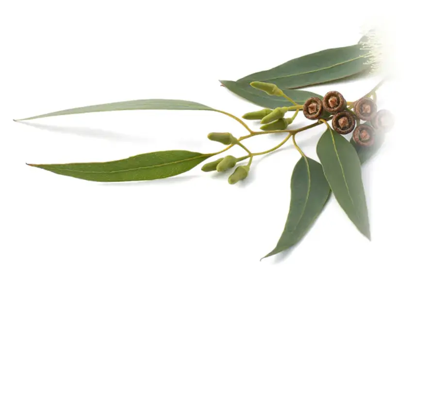 Chi Eucalyptus olie, Wild 20 ml