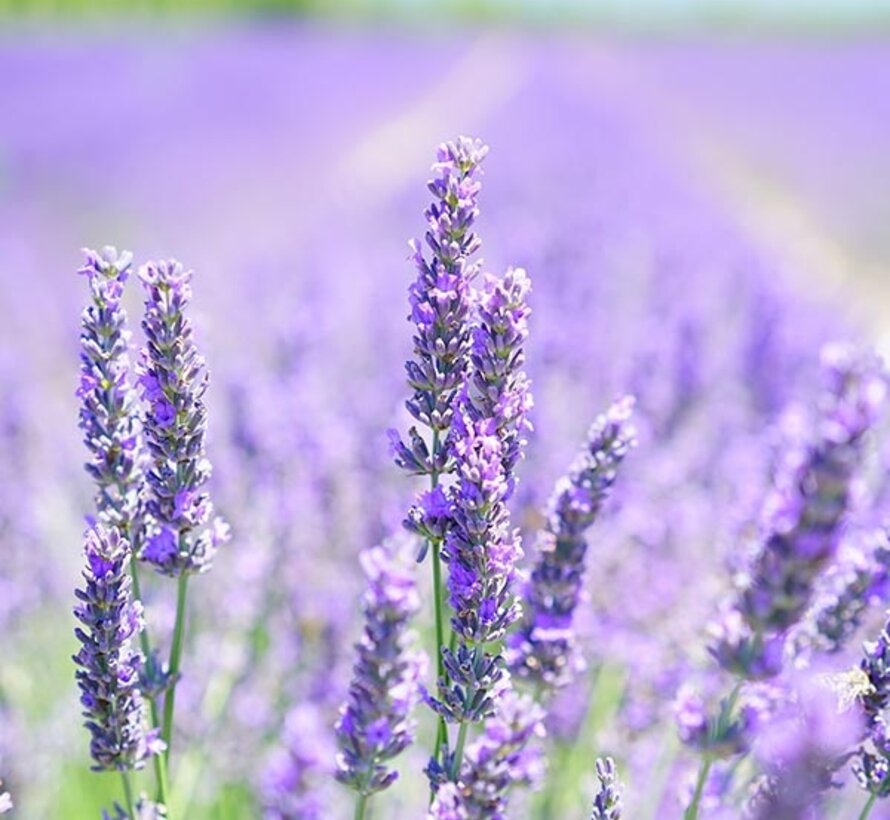De Groene Linde Lavendel Mont Blanc olie 10 ml