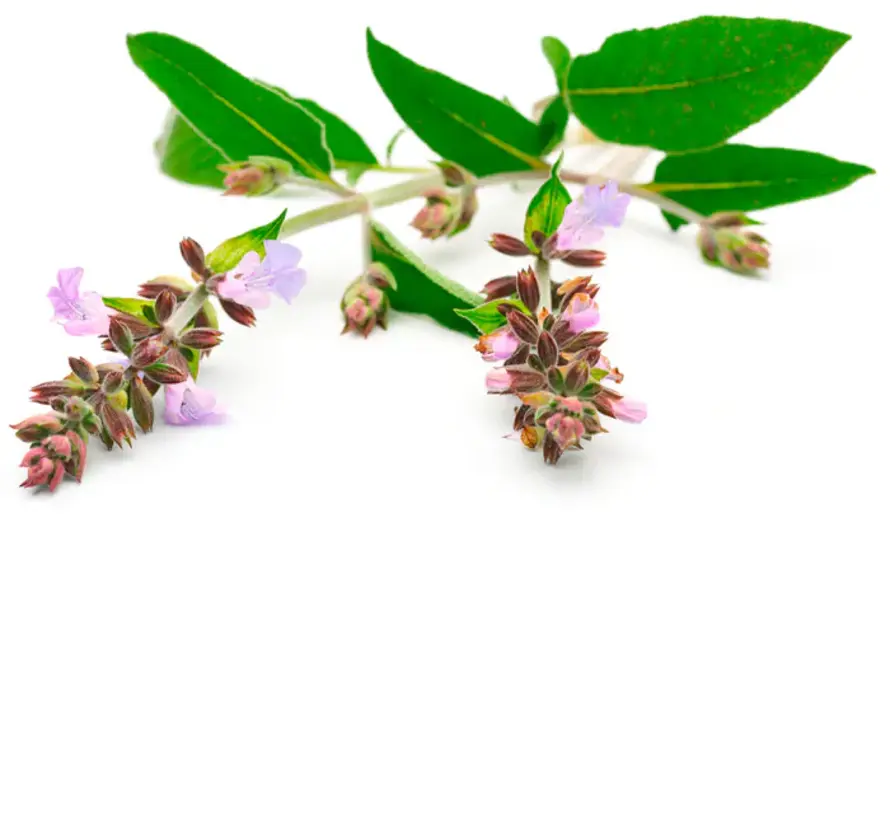 Chi Salie etherische olie, Cultivar 10 ml
