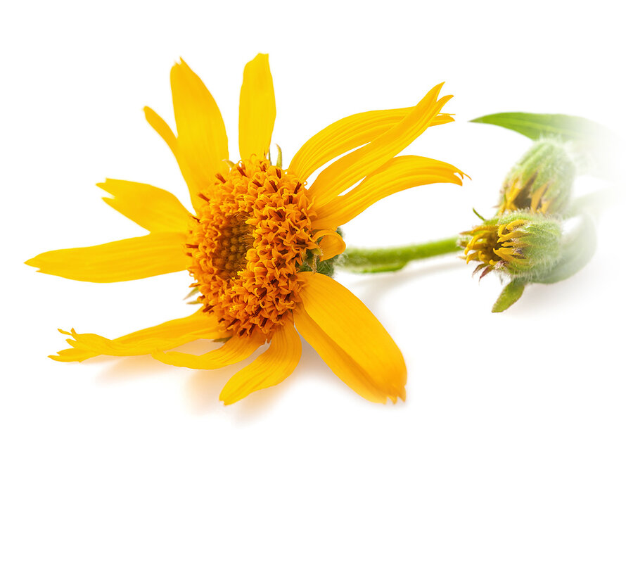 Chi Arnica maceraat, biologisch 100 ml