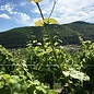 Riesling d'Alsace 2019