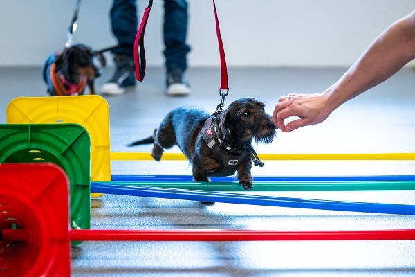 Klantenervaring van dierenkliniek IVD