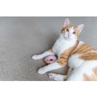 Kitty Kreme Donuts