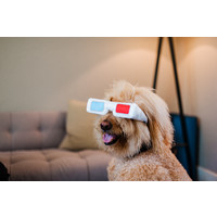 3-Dog Glasses