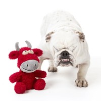 Neighbourhood Nasties – Jordan the Bull