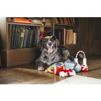 K9 Scholar