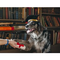 K9 Scholar