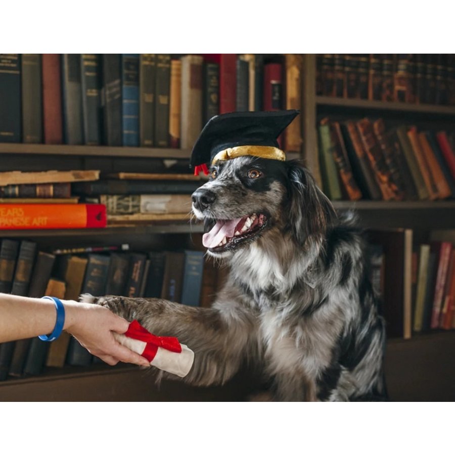 K9 Scholar