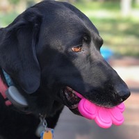 SP Nylon Paw Print Pink