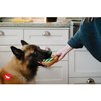 Avo-Doggo Toast
