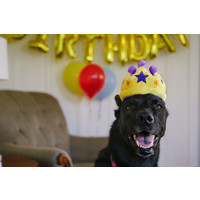 P.L.A.Y. Canine Crown