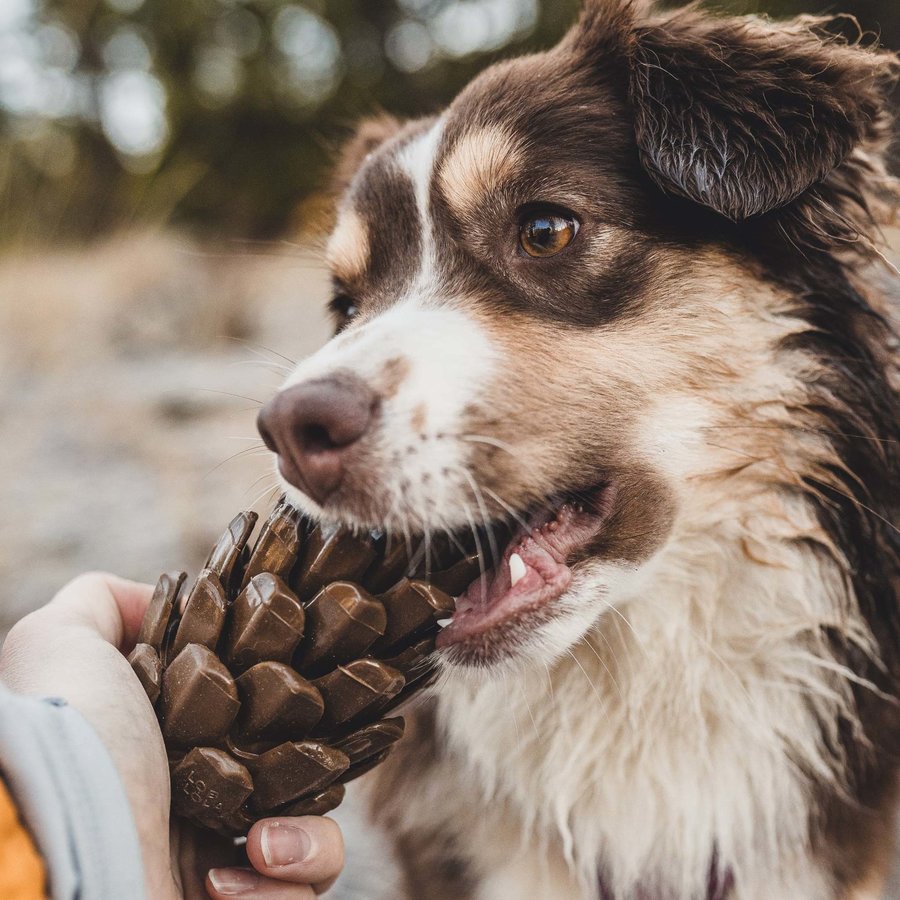 Pinecone Puzzle Toy