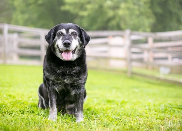 Wat heeft een oudere hond nodig?