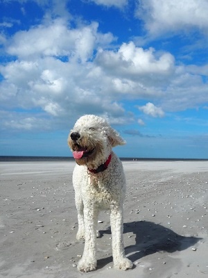 Vakantie met de hond - tips