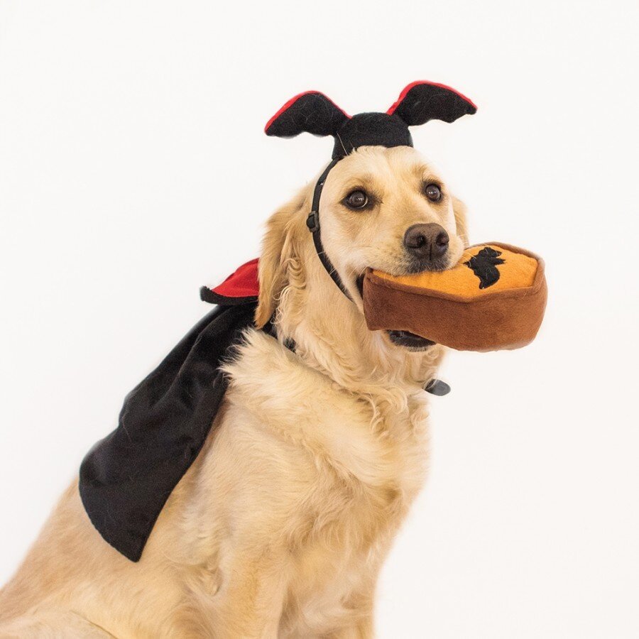 Halloween Costume Kit Dracula