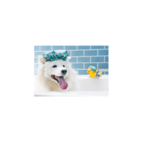 Splish Splash Collection Shower Quack