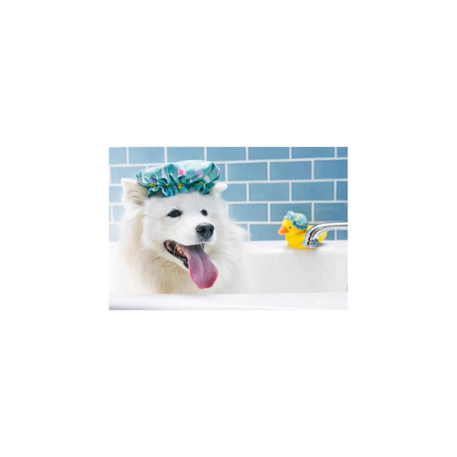 Splish Splash Collection Shower Quack