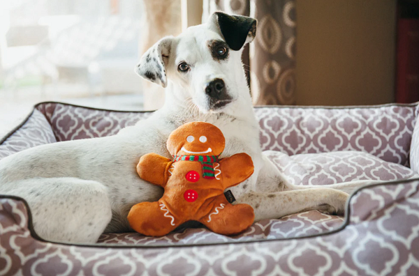 Vier de feestdagen met je hond of kat