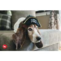 Mutt Hatter Pirate Hat