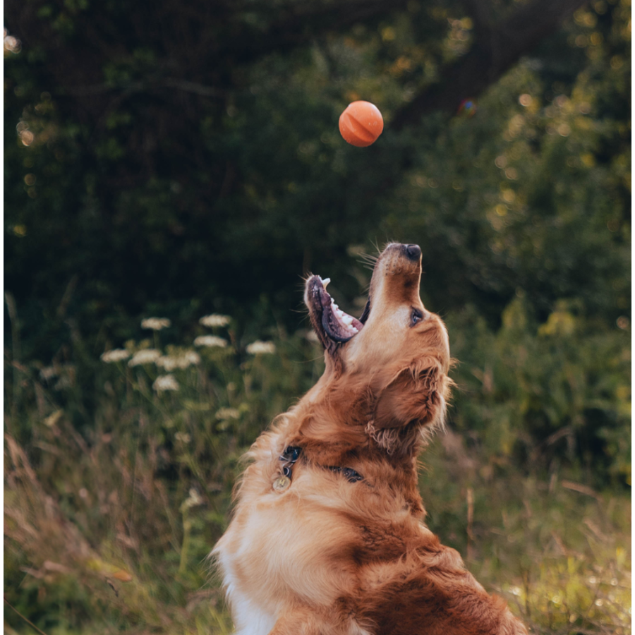Fetch Ball