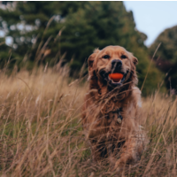 Fetch Ball