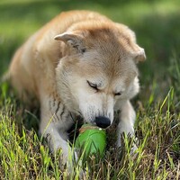 SP Gnome Durable Pup-X Rubber Treat Dispenser