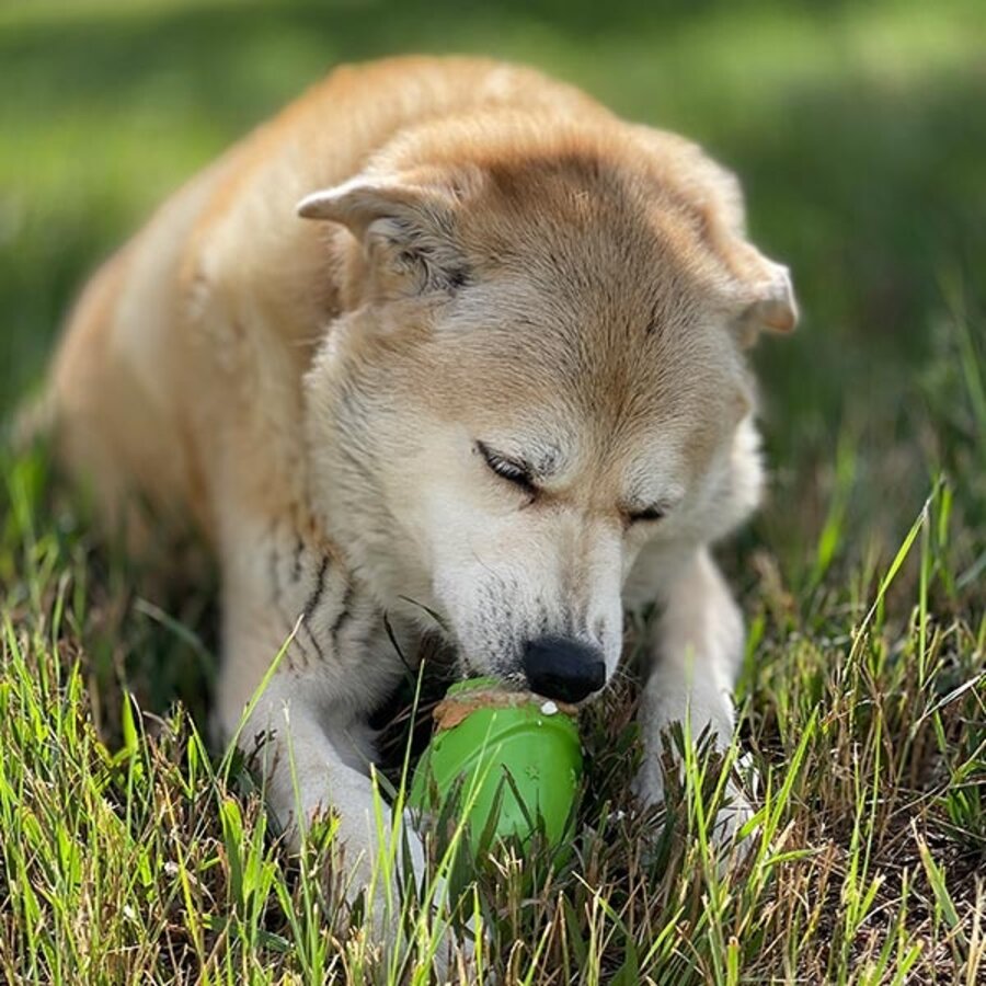 SP Gnome Durable Pup-X Rubber Treat Dispenser