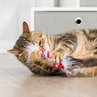 2-Pack Lit Donut & Peppermint Candy