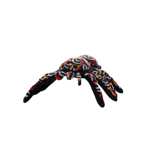 Desert Tarantula