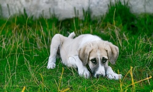 Let op: Weerwolvensyndroom bij honden