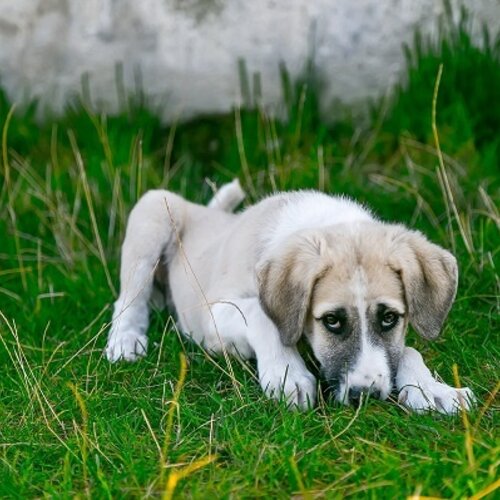 Let op: Weerwolvensyndroom bij honden