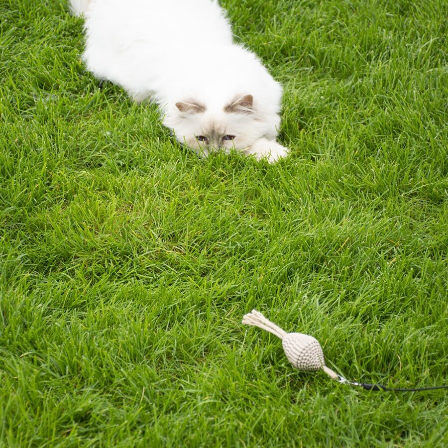 Pahvi Kartonnen speeltjes