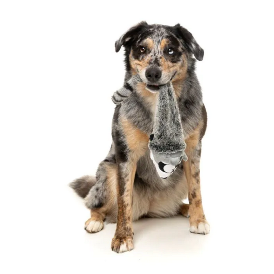 The Yeetz Run Along Racoon