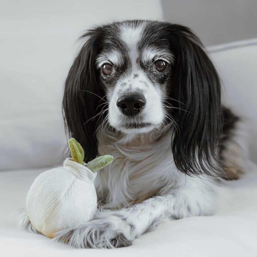 Garlic Pop