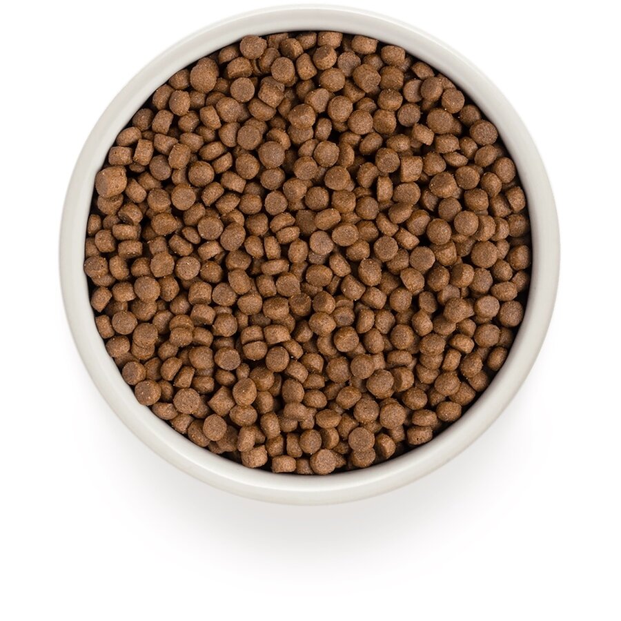 Cat 4 Meat Adult Indoor